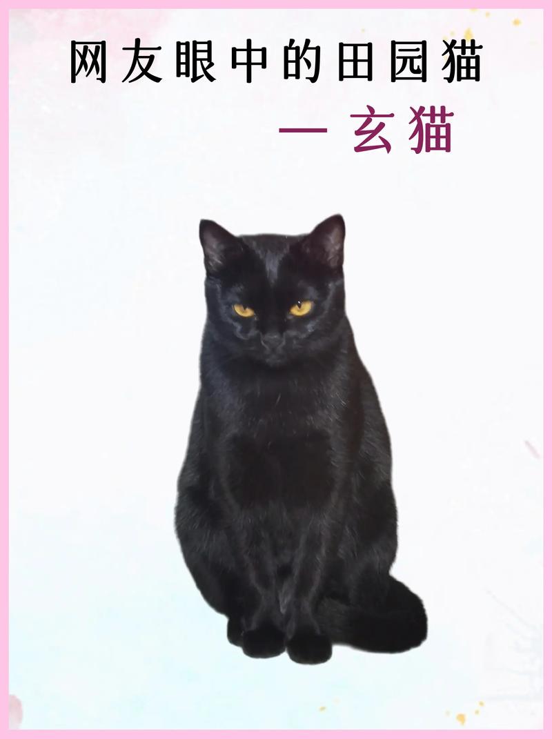 玄机瞄瞄的简单介绍