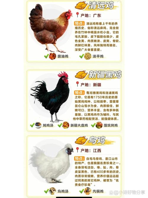 “中国特色的肉鸡发展之路”打一正确的生肖的简单介绍