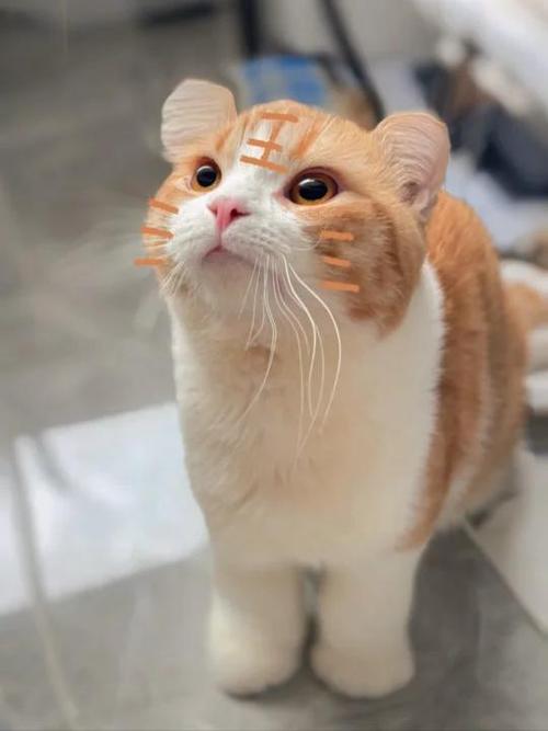 “小猫爬上竹枝头”是代表哪个生肖的简单介绍