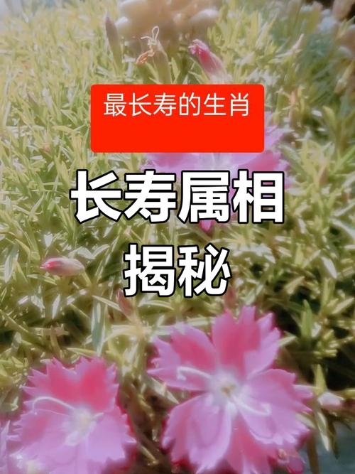 什么生肖最长寿排名,哪个生肖的人最长寿